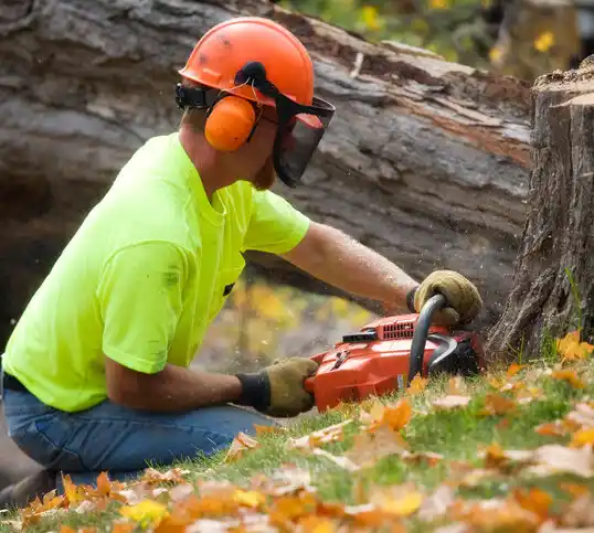 tree services Engelhard